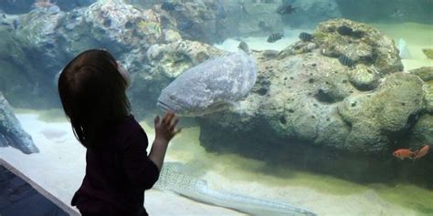 10 Things To Do At Union Station Aquarium | St. Louis Missouri - Love ...