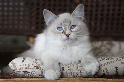 Neva masquerade kittens for sale | IZ TVERSKOGO KNYAZHESTVA and LYUMUR