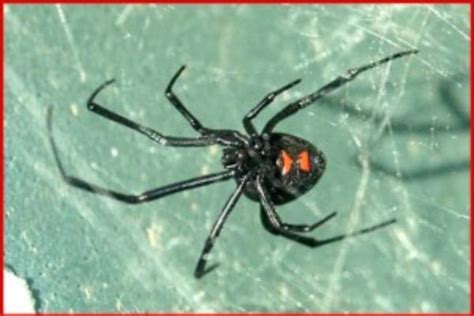 Northern Black Widow Spider (Latrodectus variolus) - Plant & Pest ...