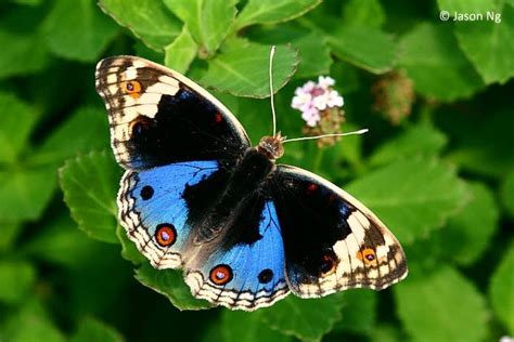 Blue Pansy butterfly, Singapore | Butterflies | Pinterest