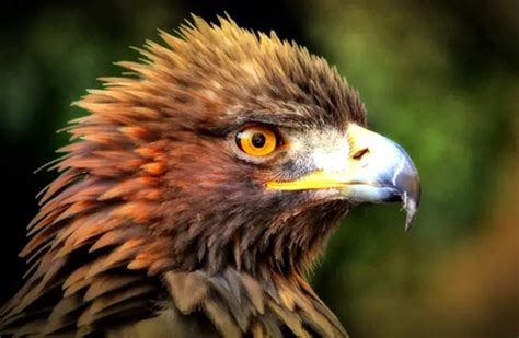 Golden Eagle - Description, Habitat, Image, Diet, and Interesting Facts