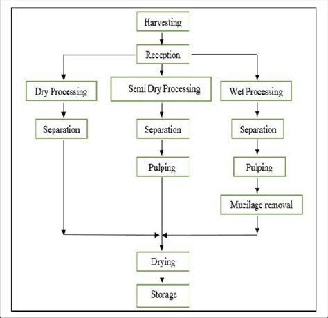 3. General scheme of coffee processing and preparation of green coffee ...