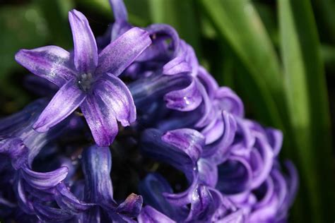 Purple Hyacinth Photograph by Robin Mahboeb