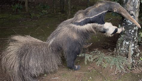 A Closer Look at the Stuffed Anteater Photo Contest Scandal | PetaPixel