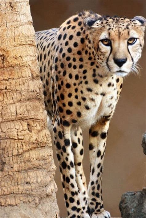 Pin by Lorraine Enriquez on Cheetah Love | Wild cats, Big cats, Animals beautiful