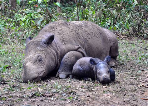 The struggle to breed Sumatran rhinos in captivity (Articles from ...