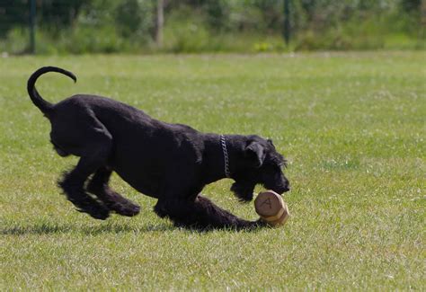 Eight Best Guard Dogs for Families: Capable and Courageous Canines