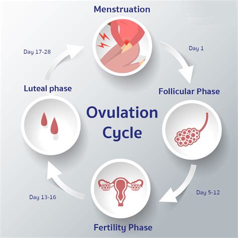 Do you ovulate every month with one ovary? - Ziva Fertility