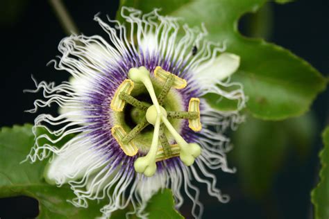 Passion Fruit Flower Free Stock Photo - Public Domain Pictures