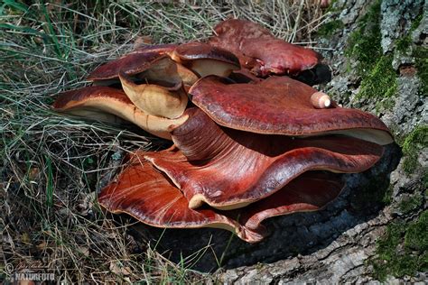 Beefsteak Fungus Mushroom Photos, Beefsteak Fungus Images, Nature Wildlife Pictures | NaturePhoto