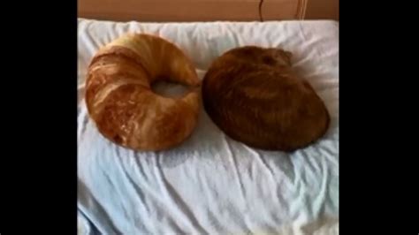 Cat or croissant? Watch this cute video to find out for yourself ...