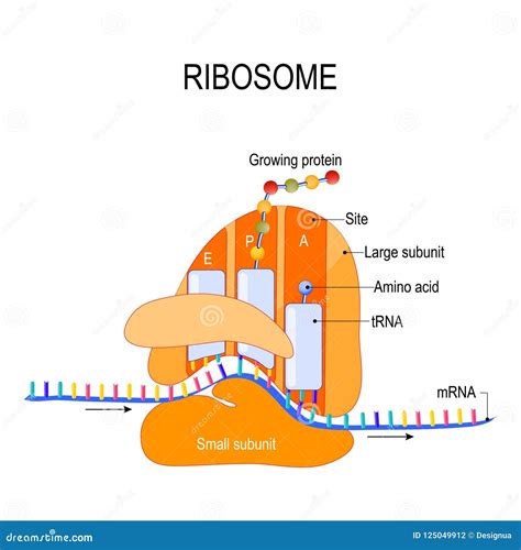 Anatomy of a Ribosome. the Interaction of a Ribosome with MRNA Stock ...