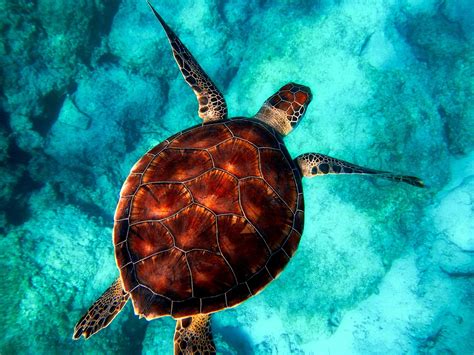 Sea Turtle Diving - Free photo on Pixabay