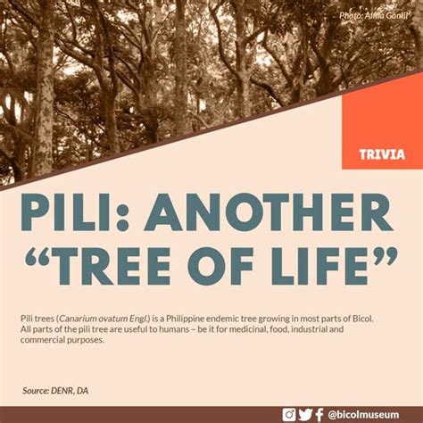 Pili: Another "Tree Of Life" - The Philippines Today