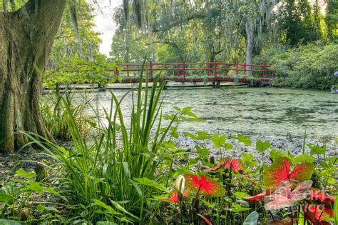 Magnolia Plantation Swamp Garden Photograph by Dustin K Ryan - Fine Art ...