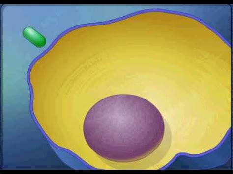 endocytosis animation.avi - YouTube