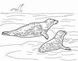 Desenhos De Foca Para Colorir sketch template