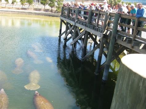 A little gem of a place - Review of Tampa Electric's Manatee Viewing ...