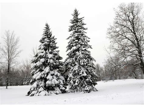 Science of winter: Why harsh winters make evergreens grow | Ottawa Citizen