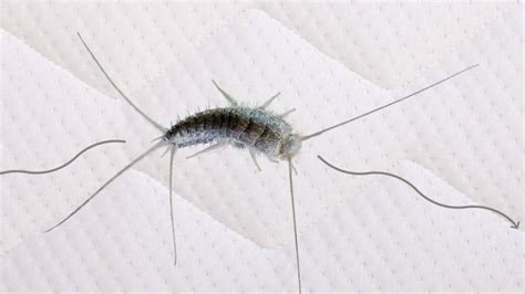 Do silverfish get in your bed? Well, It’s Complicated – School Of Bugs