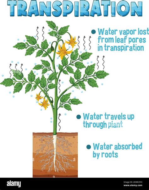 Diagram showing plant transpiration illustration Stock Vector Image ...