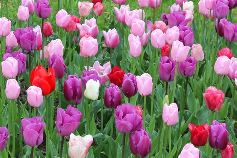 Free Images : nature, petal, tulip, spring, colorful, garden, flowers, tulips, flower meadow ...