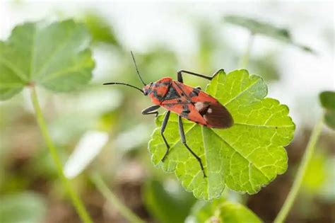 Combating Chinch Bugs in St. Augustine Grass | Tampa Sod Farm