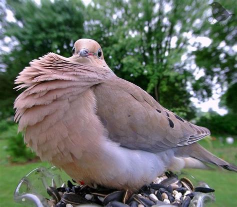 Woman Sets Up Backyard Bird Feeder Cam to Capture Feathered Friends