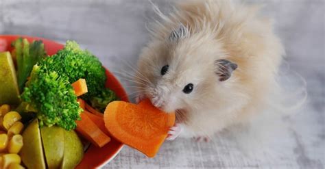 What Do Hamsters Eat? - A-Z Animals