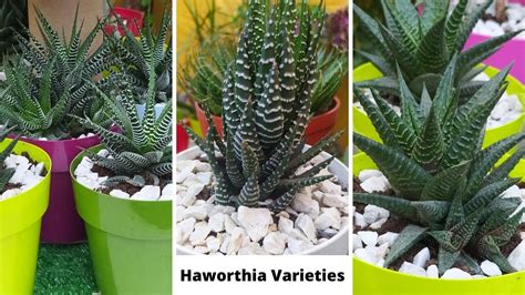 41 Best Haworthia Species with names / Haworthia varieties /Types of Haworthia / Haworthia ...