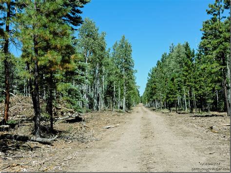 Kaibab National Forest Arizona