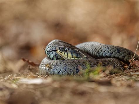 watersnake#WILDLIFE #PHOTOGRAPHY #COLORS OF NATURE #ADORABLE # ...