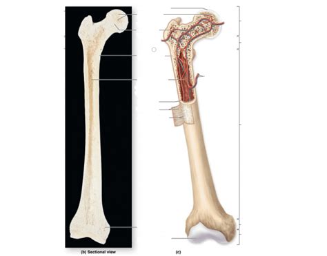 Skeleton Overview Anatomy Game 2