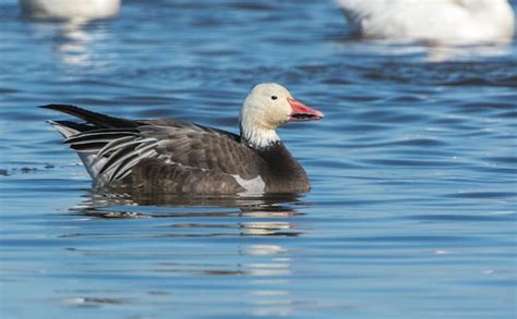 What is a Blue Goose? - 10,000 Birds