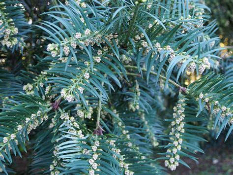 Cephalotaxus fortunei - Trees and Shrubs Online