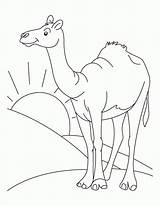 Coloring Pages  Camel sketch template
