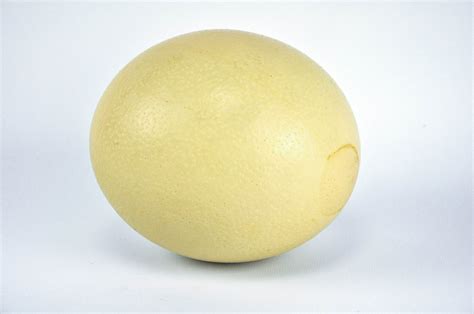 Ostrich Egg (Shell Only) - Fossil Farms