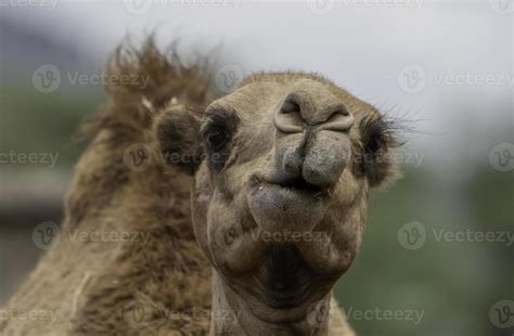 A Camel in Africa 20497350 Stock Photo at Vecteezy