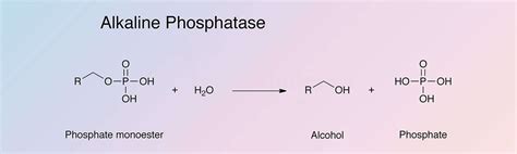 9 Unique Symptoms of Low Alkaline Phosphatase That Might Surprise You | Credihealth