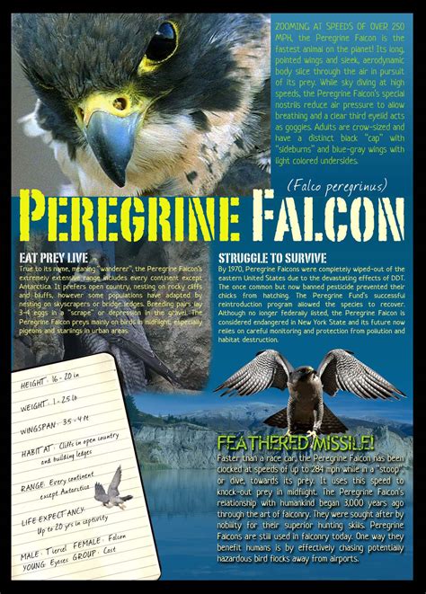 Peregrine Falcon Fact Sheet - Hawk Creek Wildlife Center