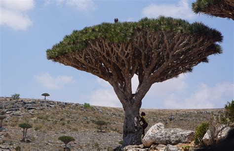 Iconic dragon’s blood trees in Yemen's Socotra under threat | Daily Sabah