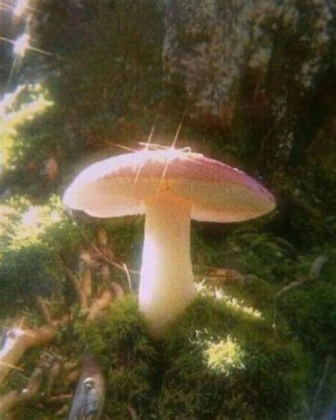 Mushroom Aesthetic for the Fairytale Lovers - The Mood Guide