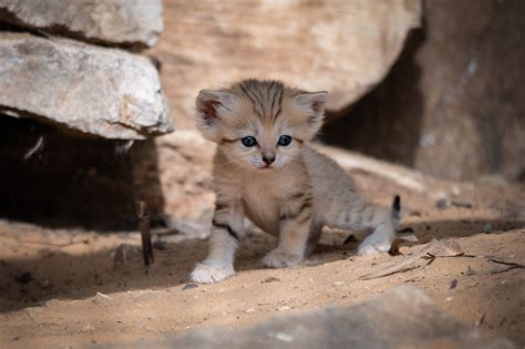 Ramat Gan Safari welcomes endangered sand cat kits - ISRAEL21c