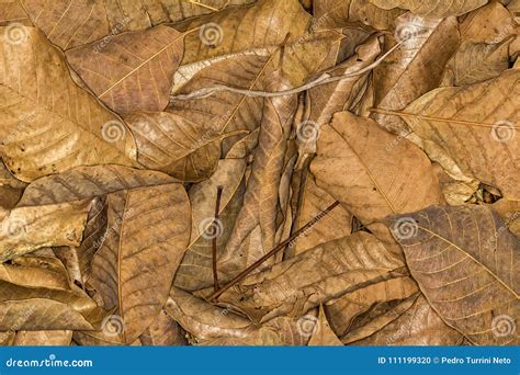 Dry leaves texture stock photo. Image of flora, leaf - 111199320