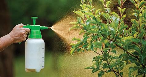 Organic Insecticides | Home & Garden | nmmarketplace.com