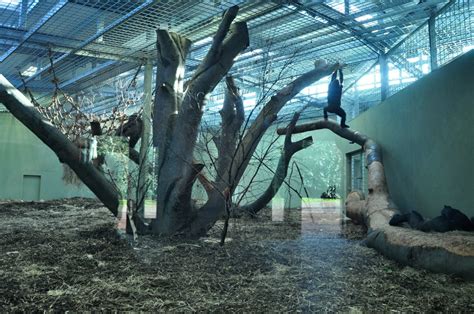 New Gorilla Habitat in Dublin Zoo - ZooChat