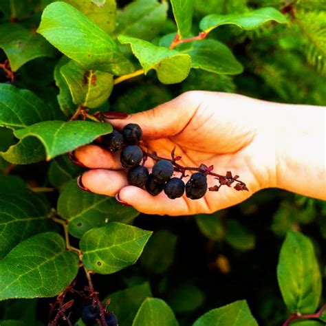 Health Benefits Of Salal Berries, Top 05 Health Benefits Of Salal Berries