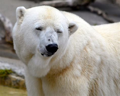 Premium Photo | Portrait of polar bear