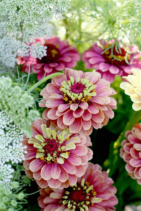 Six zingy Zinnias to grow - The English Garden