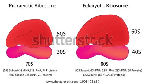 70s Prokaryotic Ribosome 80s Eukaryotic Ribosome: vetor stock (livre de direitos) 1905473659 ...